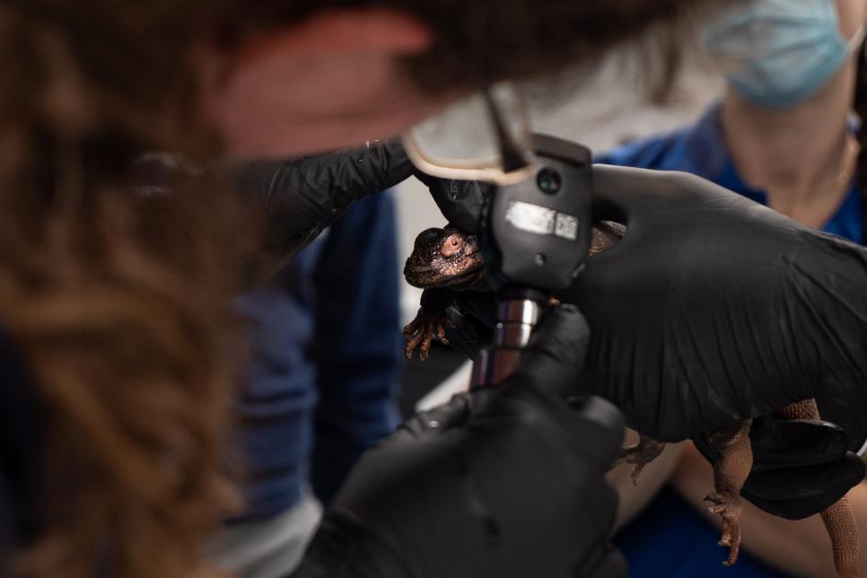 Peak Inside the Scales with Reptile XRays Nature and Wildlife